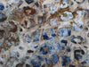 YDC - Animal Print Collection Fabric by the Yard